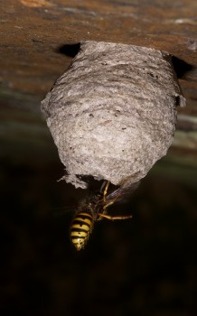 Vespula vulgaris, oftewel de "gewone wesp". Hier is de koningin te zien die aan het nest werkt.